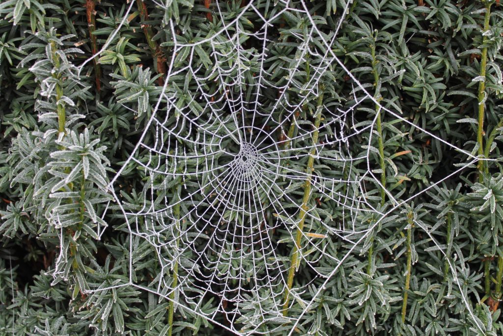 Frozen spider web at Tewkesbury Abbey Gardens, Gloucestershire