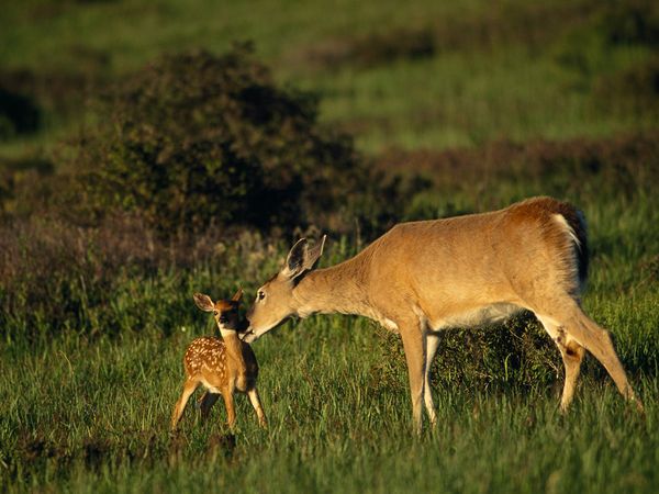 The Deer I Found