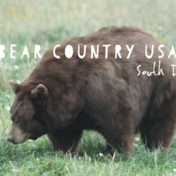 Bear Country USA – Rapid City, South Dakota