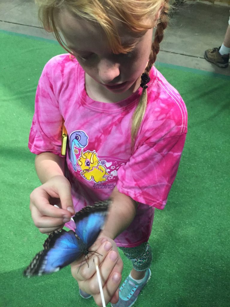 Feeding the beautiful butterflies with a syrup dipped cotton tip