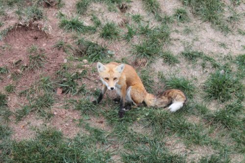 Awake Fox Bear Country USA Fox Enclosure