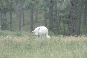 Arctic Wolf.