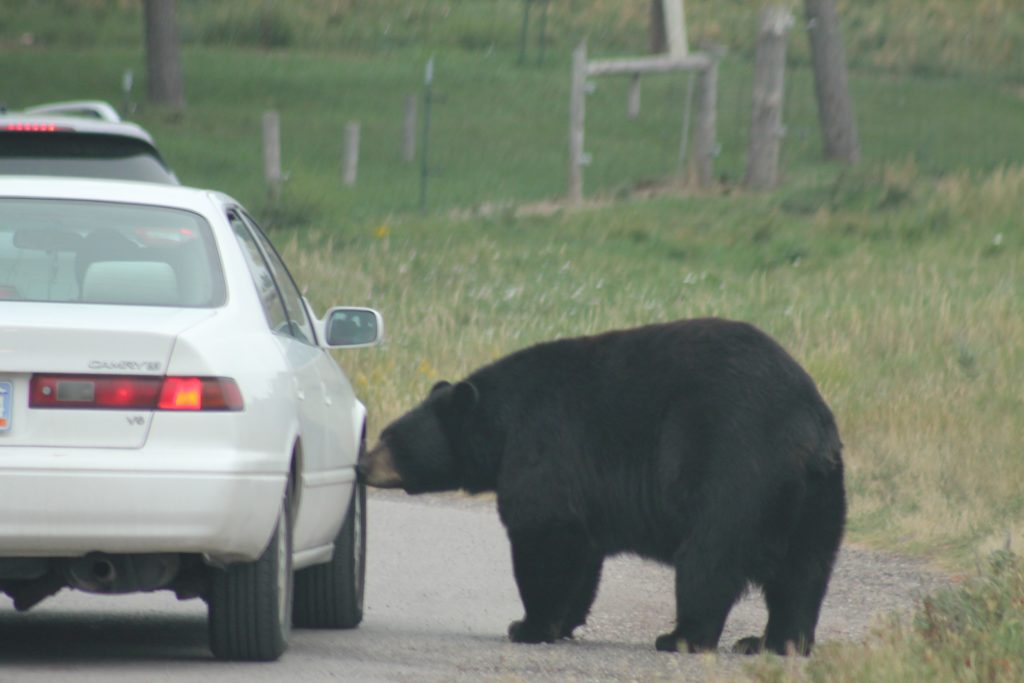 The Black Bears wander up to the cars.