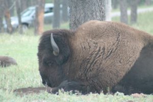 American Bison. Once almost extinct, now number approximately 5000 in the wild.