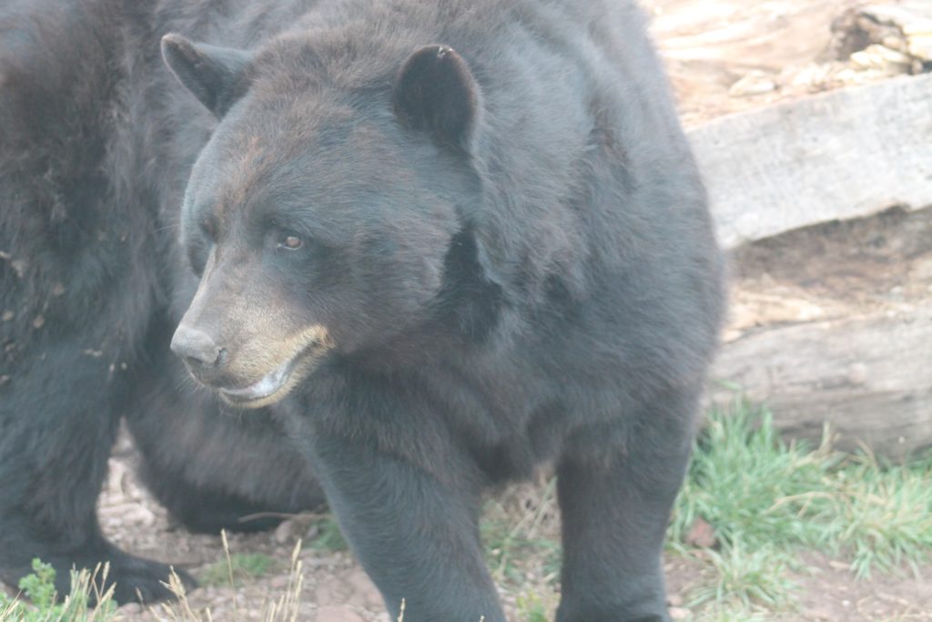 A Beautiful Black Bear at Bear Country USA