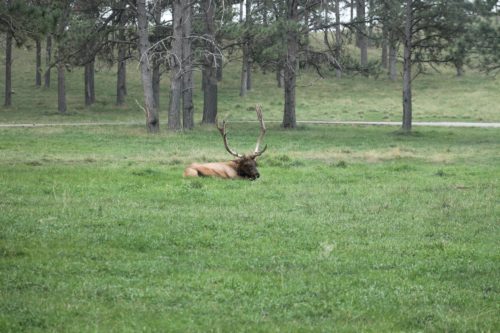 Elk Bear country USA Rapid City