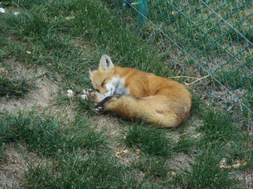 Sleepy fox bear country usa rapid city