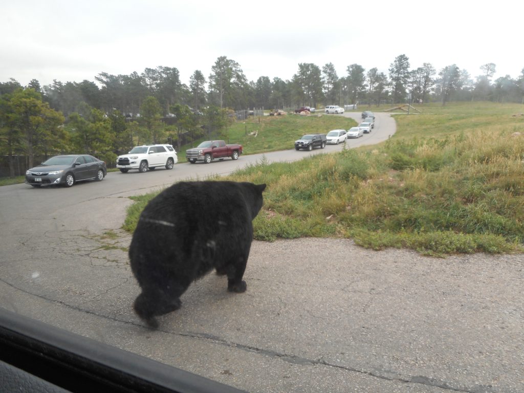 Why did the bear cross the road? Bear Country USA