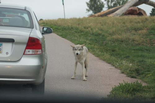 Wolf crossing the road Bear Country USA Rapid City