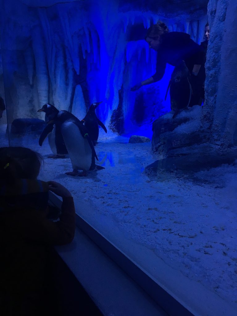 Feeding time at the London Aquarium penguin exhibit.