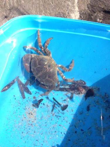 Big crab found while crabbing At the Bluff, Victor Harbor, South Australia