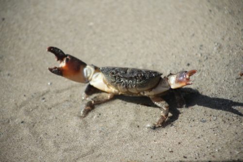 Big crab found while crabbing At the Bluff, Victor Harbor, South Australia