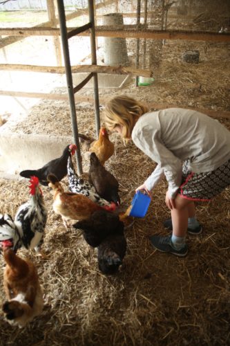 Feeding the Chickens at our Echunga Accommodation