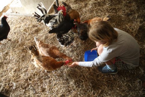 Feeding Chickens by Hand at our Echunga Accommodation (South Australia)