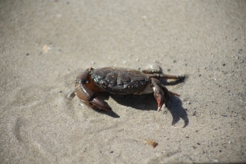 Victor Harbor Crabbing At the Bluff