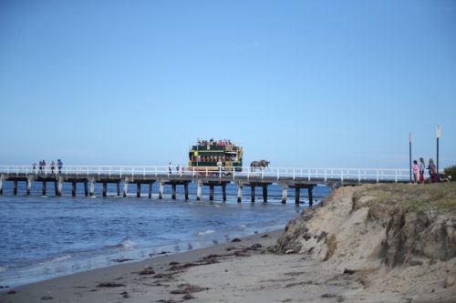 Granite Island Horse-Drawn Carriage