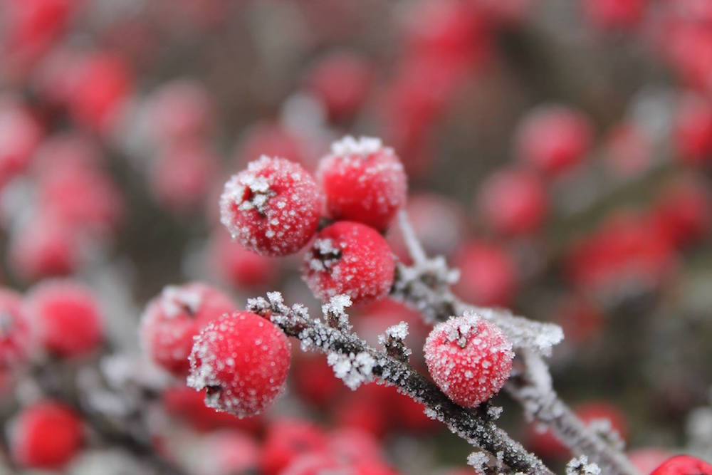 Christmas while travelling red berries